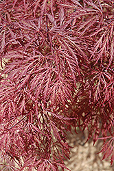 Ever Red Lace-Leaf Japanese Maple (Acer palmatum 'Ever Red') at Lakeshore Garden Centres