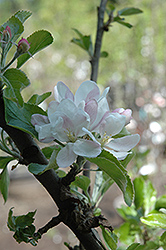 Cox's Orange Pippin Apple (Malus 'Cox's Orange Pippin') at Lakeshore Garden Centres