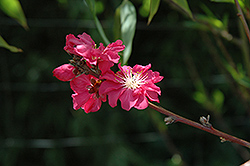 Muir Peach (Prunus persica 'Muir') at Lakeshore Garden Centres