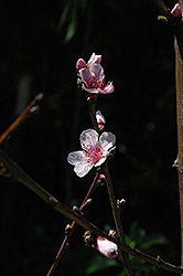 Q-1-8 White Peach (Prunus persica 'Q-1-8 White') at Lakeshore Garden Centres