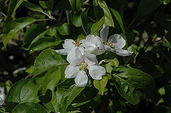 Chehalis Apple (Malus 'Chehalis') at Lakeshore Garden Centres