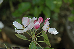 Braeburn Apple (Malus 'Braeburn') at Lakeshore Garden Centres