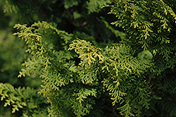 Graciosa Hinoki Falsecypress (Chamaecyparis obtusa 'Graciosa') at Lakeshore Garden Centres