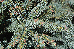 Blue Spanish Fir (Abies pinsapo 'Glauca') at Lakeshore Garden Centres