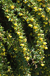 Wintergreen Barberry (Berberis julianae) at Lakeshore Garden Centres