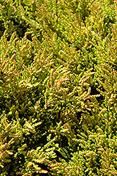 Winter Chocolate Heather (Calluna vulgaris 'Winter Chocolate') at Lakeshore Garden Centres