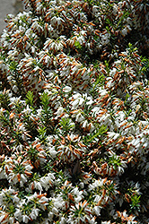 Isabell Heath (Erica carnea 'Isabell') at Lakeshore Garden Centres