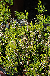 Sandy Heather (Calluna vulgaris 'Sandy') at Lakeshore Garden Centres
