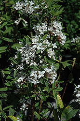 Jim's Pride Daphne (Daphne x transatlantica 'Jim's Pride') at Lakeshore Garden Centres
