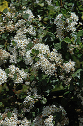 Popcorn Maritime Ceanothus (Ceanothus maritimus 'Popcorn') at Lakeshore Garden Centres