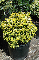 Butterball Hinoki Falsecypress (Chamaecyparis obtusa 'Butter Ball') at Lakeshore Garden Centres