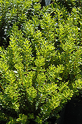 New Zealand Hebe (Hebe 'New Zealand') at Lakeshore Garden Centres