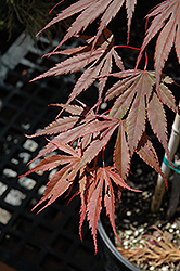 Azuma Murasaki Japanese Maple (Acer palmatum 'Azuma Murasaki') at Lakeshore Garden Centres