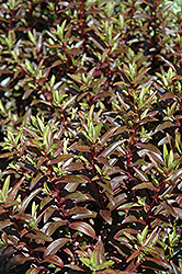 Purple Hebe (Hebe anomala 'Purpurea') at Lakeshore Garden Centres