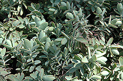 Gibb's Hebe (Hebe gibbsii) at Lakeshore Garden Centres