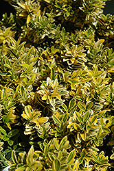 Sunny Delight Boxleaf Euonymus (Euonymus japonicus 'Moncliff') at Lakeshore Garden Centres