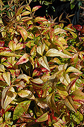 Nana Purpurea Nandina (Nandina domestica 'Nana Purpurea') at Lakeshore Garden Centres