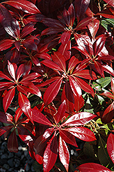 Katsura Japanese Pieris (Pieris japonica 'Katsura') at Lakeshore Garden Centres