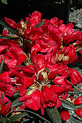 Fred Peste Rhododendron (Rhododendron 'Fred Peste') at Lakeshore Garden Centres