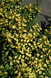 Gold Tip Japanese Holly (Ilex crenata 'Gold Tip') at Lakeshore Garden Centres