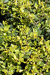 Lemon Gem Dwarf Japanese Holly (Ilex crenata 'Lemon Gem') at Lakeshore Garden Centres