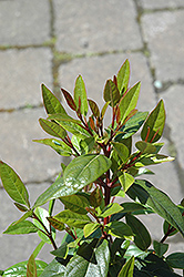 Spirit Laurustinus (Viburnum tinus 'Spirit') at Lakeshore Garden Centres