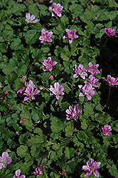 Flore Pleno Dwarf Heron's Bill (Erodium 'Flore Pleno') at Lakeshore Garden Centres