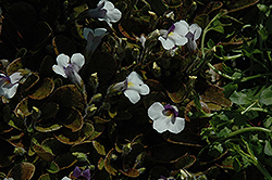 Freckled Mazus (Mazus radicans) at Lakeshore Garden Centres