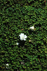 Nelson Wood Sorrel (Oxalis magellanica 'Nelson') at Lakeshore Garden Centres
