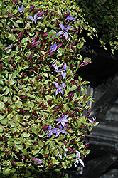County Park Star Creeper (Pratia pedunculata 'County Park') at Lakeshore Garden Centres