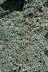 New Zealand Scab Plant (Raoulia australis) at Lakeshore Garden Centres