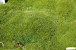 Two Flowered Knawel (Scleranthus biflorus) at Lakeshore Garden Centres