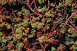 Spreading Stonecrop (Sedum divergens) at Lakeshore Garden Centres
