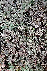 Button Stonecrop (Sedum 'Button') at Lakeshore Garden Centres