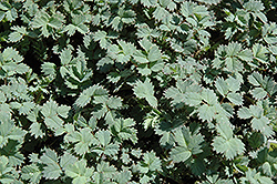 Blue Haze New Zealand Burr (Acaena saccaticupula 'Blue Haze') at Lakeshore Garden Centres