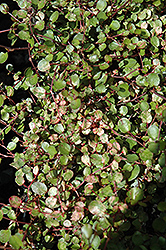 Tricolor Wire Vine (Muehlenbeckia axillaris 'Tricolor') at Lakeshore Garden Centres