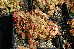 Copper Glow Shamrock (Oxalis vulcanicola 'Copper Glow') at Lakeshore Garden Centres
