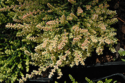 Kerstin Heather (Calluna vulgaris 'Kerstin') at Lakeshore Garden Centres