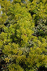 Golden Starlet Heath (Erica carnea 'Golden Starlet') at Lakeshore Garden Centres