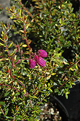 Rainbow Irish Heath (Daboecia cantabrica 'Rainbow') at Lakeshore Garden Centres