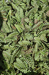 Brass Buttons (Leptinella squalida) at Peter Knippel Garden Centre