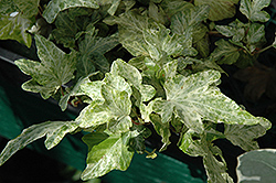 Mystery Ivy (Hedera helix 'Mystery') at Lakeshore Garden Centres