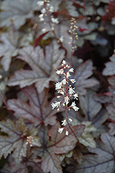 Gunsmoke Coral Bells (Heuchera 'Gunsmoke') at Lakeshore Garden Centres