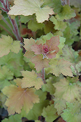 Big Top Gold Coral Bells (Heuchera 'Big Top Gold') at Lakeshore Garden Centres