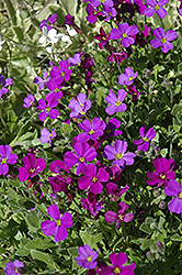 Rokey's Purple Rock Cress (Aubrieta x cultorum 'Rokey's Purple') at Lakeshore Garden Centres
