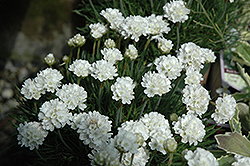 Cotton Tail Sea Thrift (Armeria maritima 'Cotton Tail') at Lakeshore Garden Centres