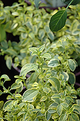 Sharpitor Aurea Fuchsia (Fuchsia 'Sharpitor Aurea') at Lakeshore Garden Centres