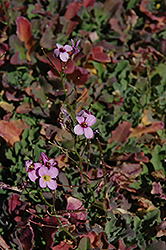 Rosabella Wall Cress (Arabis caucasica 'Rosabella') at Lakeshore Garden Centres