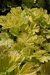 Eos Avens (Geum 'Eos') at Lakeshore Garden Centres