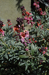 Julian Orchard Wallflower (Erysimum 'Julian Orchard') at Lakeshore Garden Centres